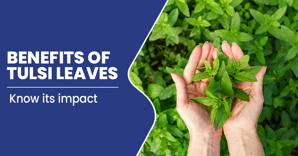 Top 17 Amazing Tulsi Benefits That Change your Health